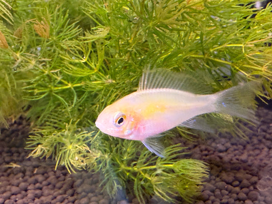 Gold Ram