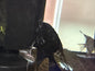 Black Angelfish cichlid Medium
