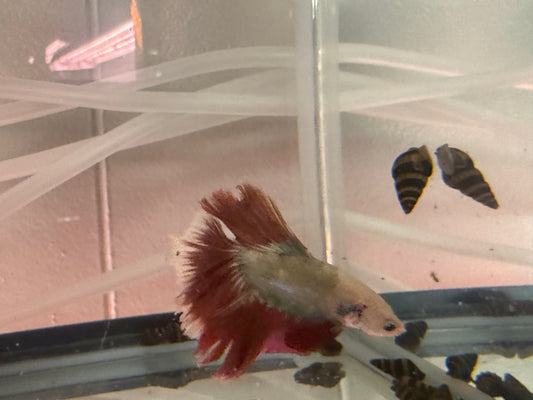 Betta