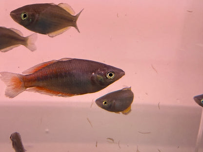 Parkinsoni Rainbows