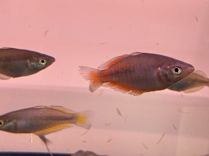 Parkinsoni Rainbows