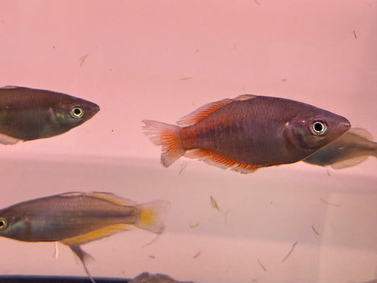 Parkinsoni Rainbows
