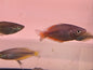 Parkinsoni Rainbows