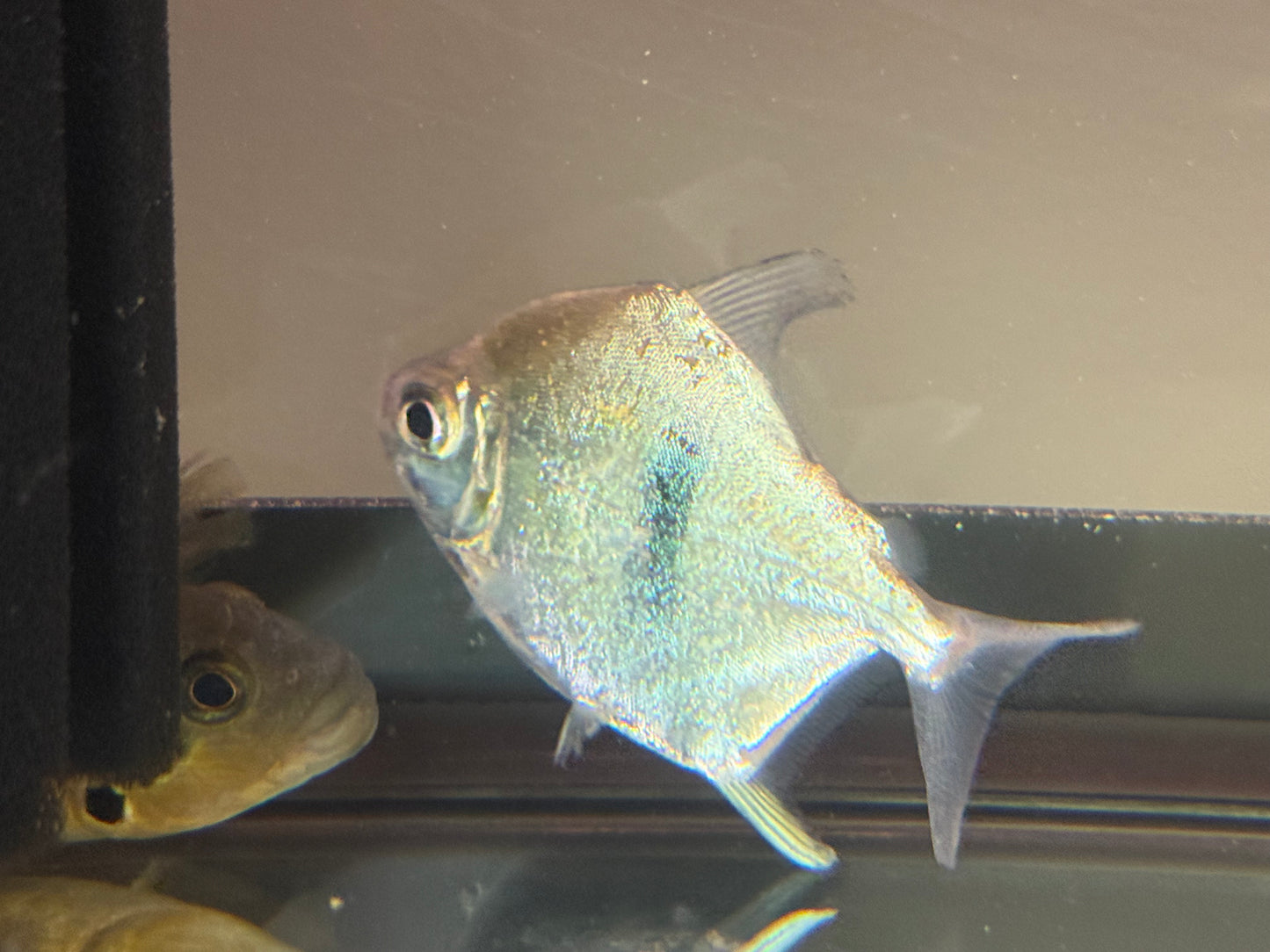 Black Bar Silver Dollar 3.5”-4.5”