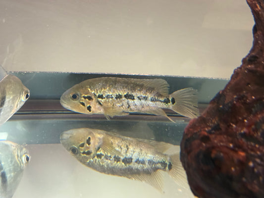 Red Tiger Motaguense