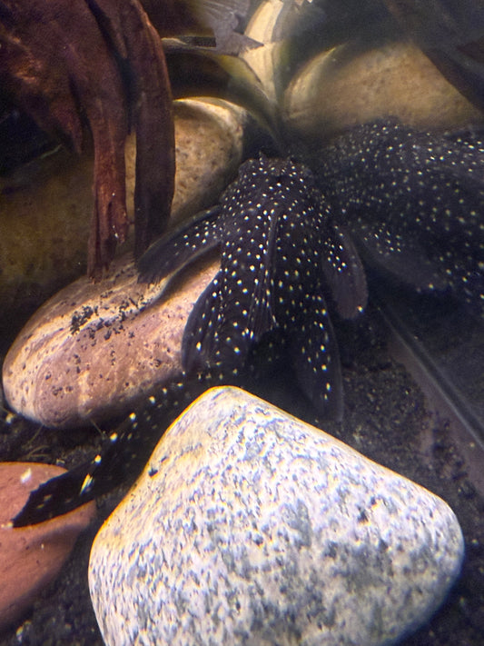 Sailfin Leporacanthis L240a 7”-8”