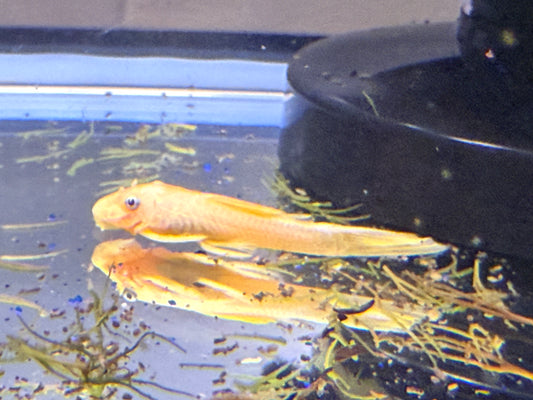 Blue Eye Lemon Longfin Bristlenose-L144A