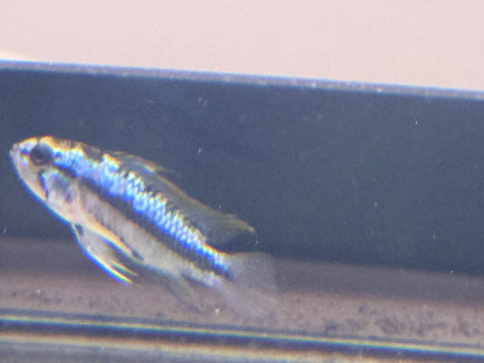 Apistogramma Trifasciata pair