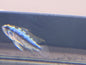 Apistogramma Trifasciata pair