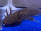 Wild type axolotl