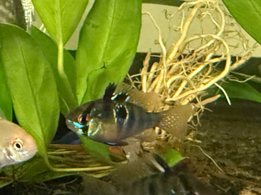 German Blue Ram