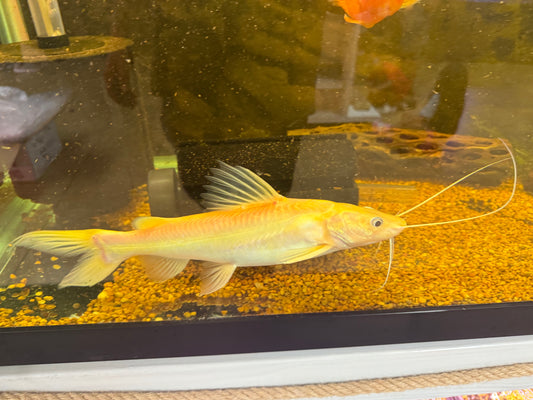 Albino red tail catfish 14”16”