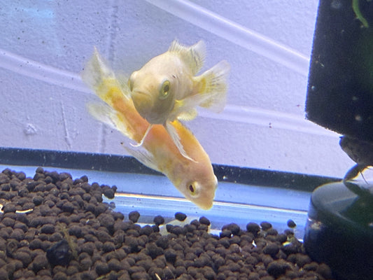 Lemon Oscar 2"
