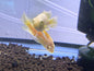 Lemon Oscar 2"