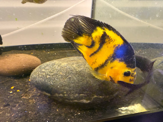 Tiger Parrot Cichlid