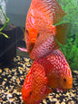 Red pigeon Discus