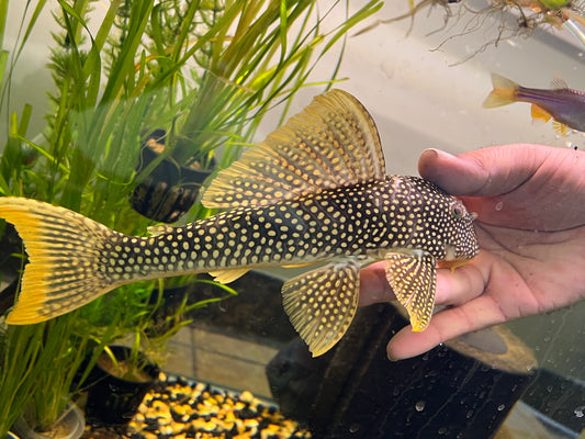 Goldie Pleco L014