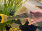 Goldie Pleco L014
