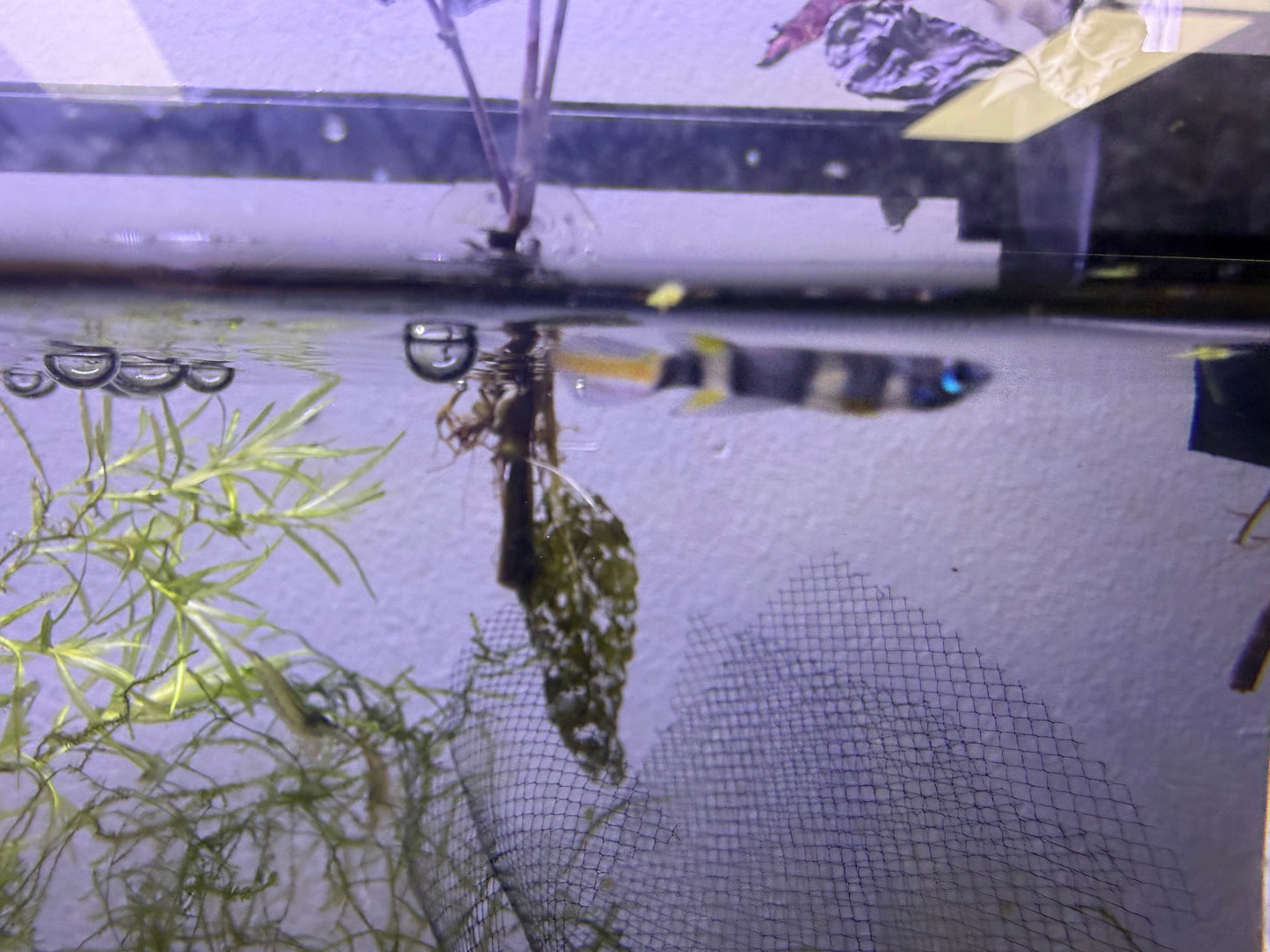Clown Killifish