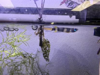 Clown Killifish