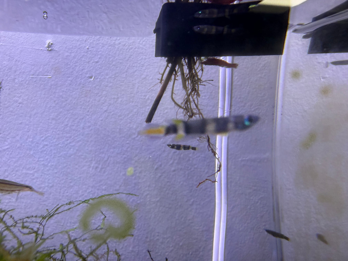 Clown Killifish