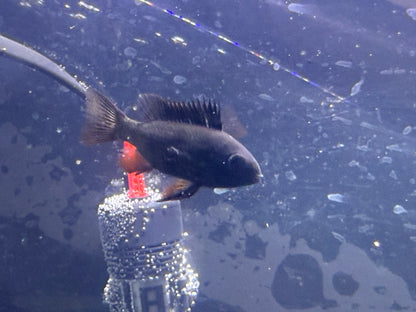 Midnight Ram cichlids