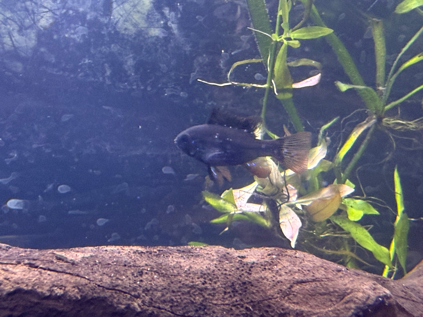 Midnight Ram cichlids