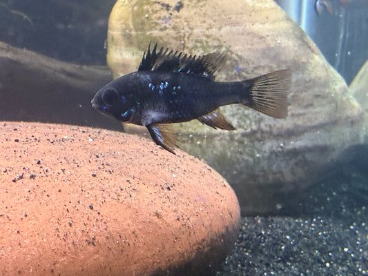 Midnight Ram cichlids