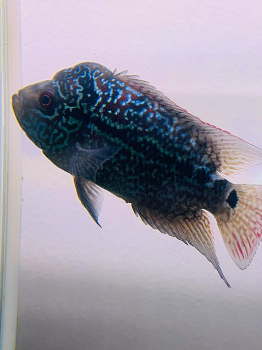 Magma Flowerhorn hybrid