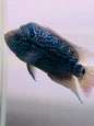 Magma Flowerhorn hybrid