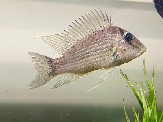 Geophagus Jurupari Cichlid