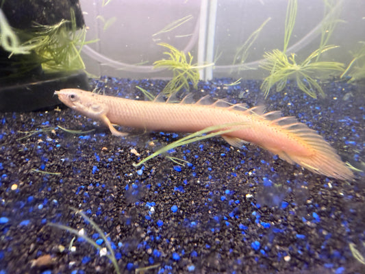 Bichir Senegalus Wild