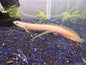 Bichir Senegalus Wild