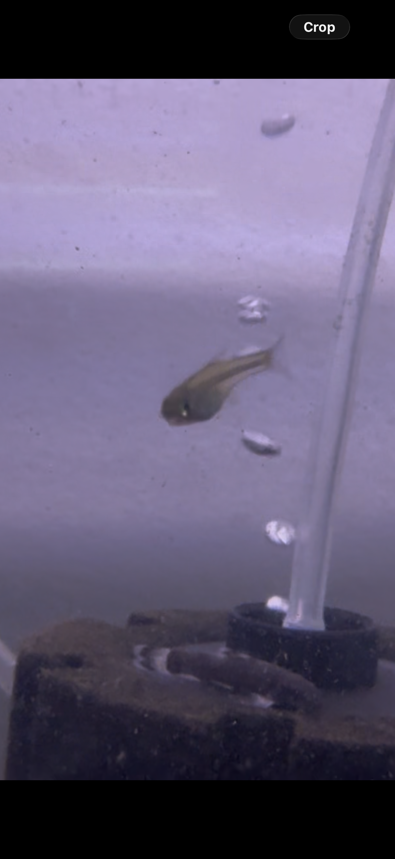 Green Kubotai Rasbora