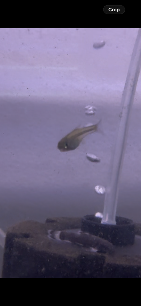 Green Kubotai Rasbora
