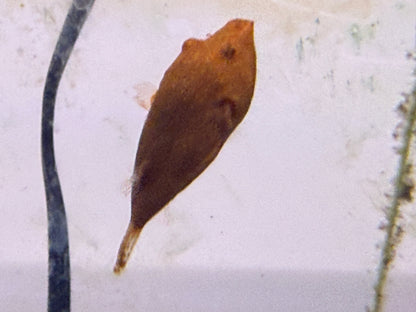 Potato Puffer Miurus