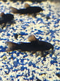 Black Shultzie Corydora