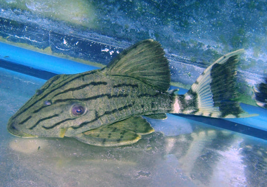 L-191 Royal Pleco