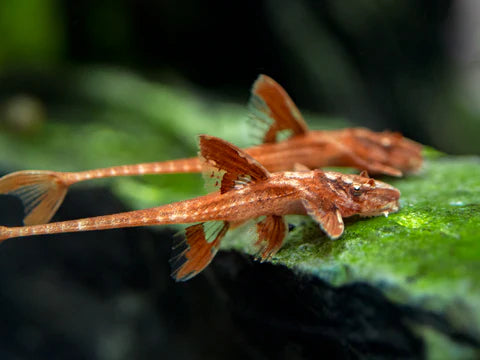 Red Lizard Pleco L10A