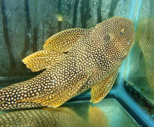 L-014 Sunshine Pleco