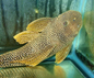 L-014 Sunshine Pleco