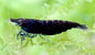 Black Shrimp