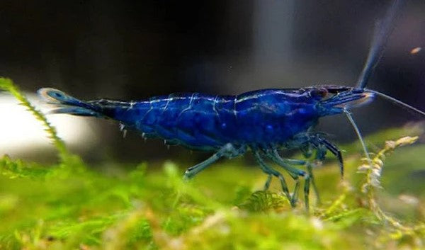 Blue Dream