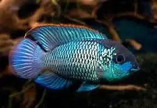 Electric Blue Acara