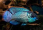 Electric Blue Acara
