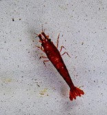 Cherry Red Shrimp