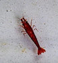 Cherry Red Shrimp