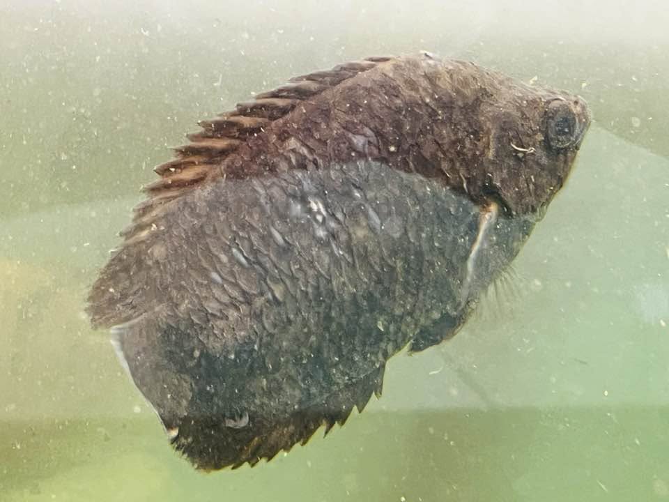 Leopard Ctenopoma