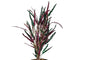 Dragon Flame Plant