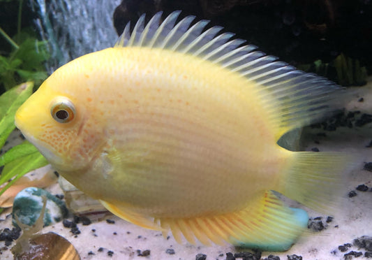 Gold Severum